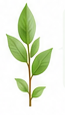 Decorative green leaves